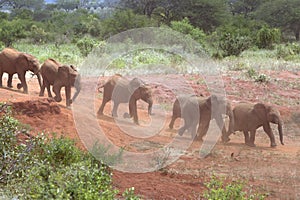 Adopted Baby African Elephants at the David Sheldrick Wildlife Trust in Tsavo national Park, Kenya