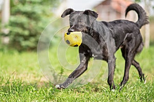 Adopted Black Mixed breed dog playing with football ball