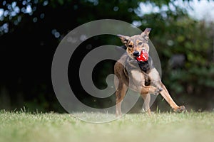 Adopted mixed breed dog playing with ball photo