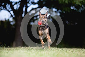 Adopted mixed breed dog playong with ball