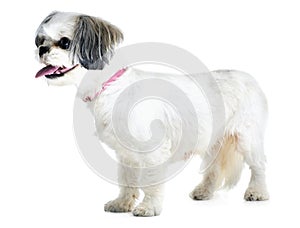 Adoption, pet and dog on a white background in studio for animal care, veterinary and rescue. Domestic pets, mockup and