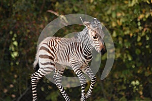 An adorable 3 day old zebra foal