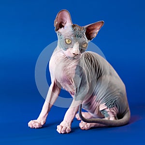 Adorable 4 months old hairless kitten of Canadian Sphynx breed sits on blue background, looks down