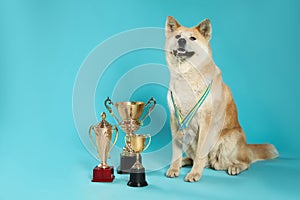 Adorable Akita Inu dog with champion trophies and medals