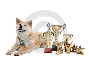 Adorable Akita Inu dog with champion trophies and medals on background