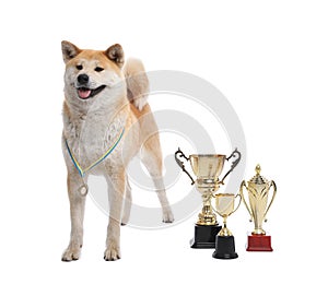 Adorable Akita Inu dog with  trophies on white background