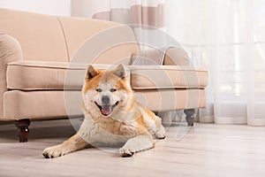 Adorable Akita Inu dog on floor in living
