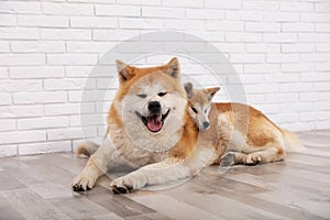 Adorable Akita Inu dog and puppy on floor