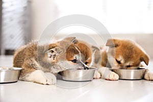 Adorable Akita Inu puppies eating from feeding bowls indoors