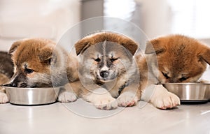 Adorable Akita Inu puppies eating from feeding bowls indoors