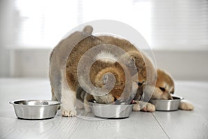 Adorable Akita Inu puppies eating from feeding bowls indoors