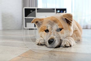 Adorable Akita Inu puppy looking into camera on floor at home