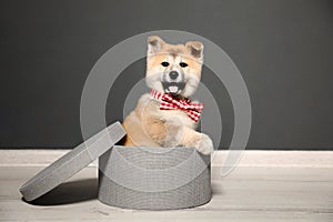 Adorable Akita Inu puppy looking into camera in gift box