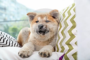 Adorable Akita Inu puppy looking into camera on pillows