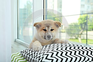 Adorable Akita Inu puppy looking into camera on pillows