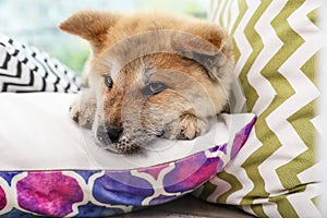 Adorable Akita Inu puppy looking into camera on pillows at home