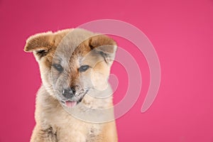 Adorable Akita Inu puppy looking into camera on pink background