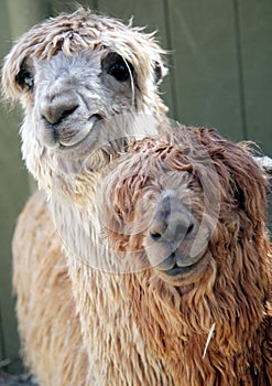 Adorable Alpacas