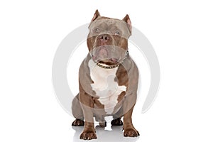 Adorable american bully dog with golden collar looking up