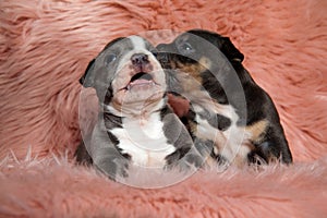 Adorable American bully puppies comforting and kissing each other