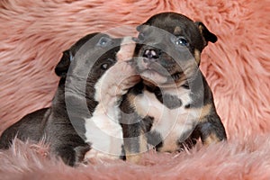Adorable American bully puppies kissing