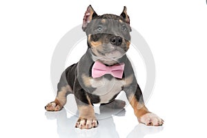 Adorable American Bully puppy looking forwards