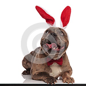 Adorable american bully wearing bunny ears and bowtie