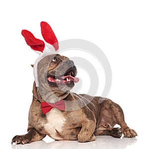 Adorable american bully wearing bunny ears and bowtie
