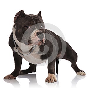 Adorable american bully wearing collar standing