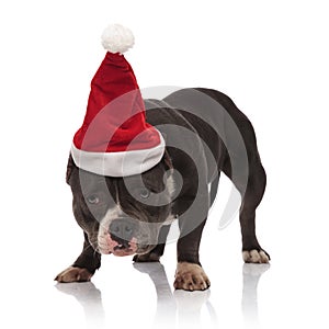 Adorable american bully wearing saint nick costume standing
