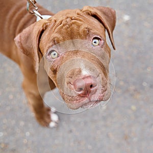 Adorable american pitbull terrier on leash seriously looking at camera with curiosity outdoors