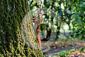 Adorable American red squirrel & x28;Tamiasciurus hudsonicus& x29; on a mossy tree bark