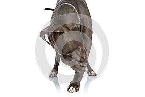 Adorable american staffordshire terrier dog with collar scratching nose