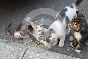 Three young cute kittens playing in photo