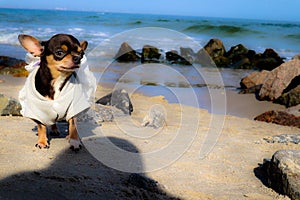 Adorable animal beautiful dog nature outdoor pet friendly sand beach shore stone funny chihuahua morning