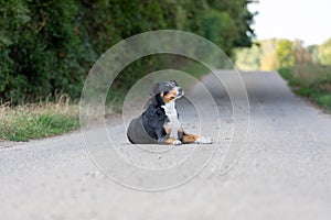 Adorable appenzeller mountain dog posing outdoors in summer