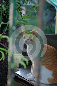 Adorable Arabian Mau cat standing in the garden behind green tree leaves