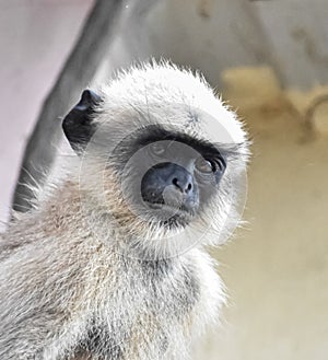 An adorable asian langur monkey looking at the camera lens.