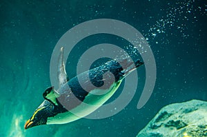 Adorable Australian little penguin Eudyptula minor is the smallest species of penguin swimming in water tank.