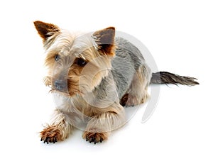 Adorable Australian Silky Terrier lying and waiting for the command isolated on white background with shadow reflection.