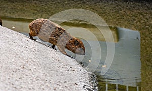 Adorable baby beaver stands atop a riverbank, poised to take a sip of water from the river below