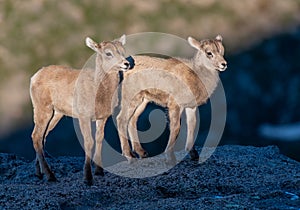 Baby Bighorn Sheep Twins
