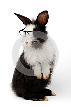 Adorable baby black and white rabbit standing and looking at the top. Studio shot, isolated on white background