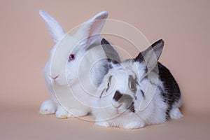 Adorable baby bunnies on a solid pink background