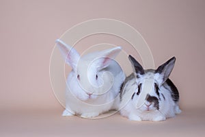 Adorable baby bunnies on a solid pink background