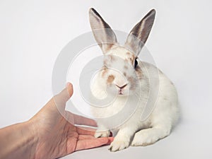 Adorable baby bunny winks and gives paw