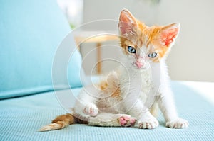 Adorable baby cat with blue eyes