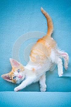 Adorable baby cat with blue eyes