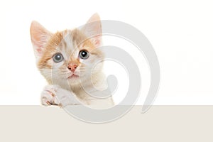 Adorable baby cat with its paws folded like its praying or begging isolated on a white background with space for copy