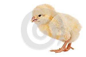 Adorable baby chick